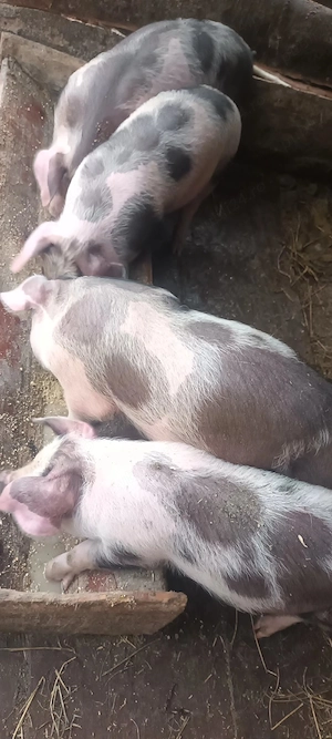 vând purcei de 10 săptămâni 