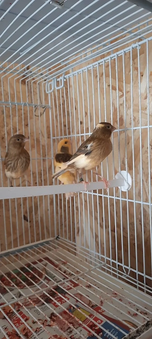 Canari tineri de vanzare - imagine 3