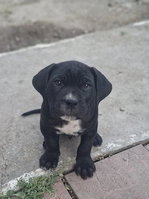  Cane corso catei 1600 lei