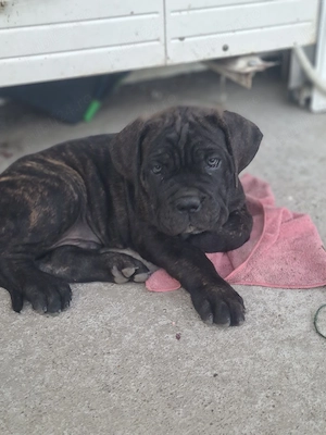  Cane corso catei 1500 lei