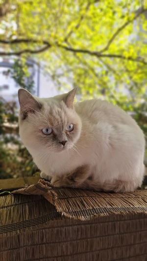 British Shorthair Colorpoint Alba 