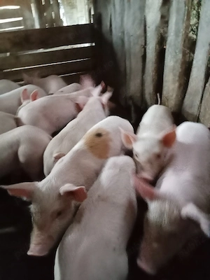 Vand purcei 6 saptamani