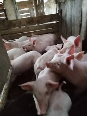 vand purcei 8 saptamani
