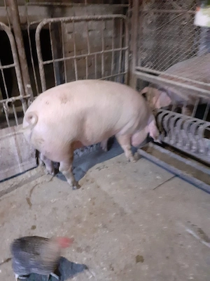 Porc mascul 130 kg