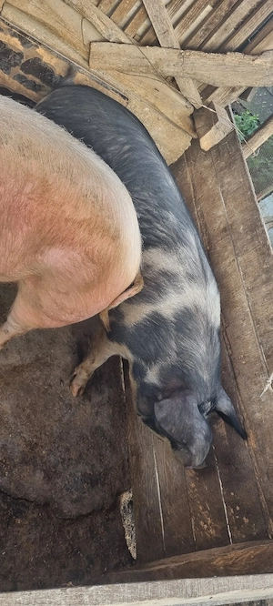 porci mari