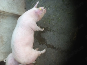 Femelă Landras,80,90 kg. - imagine 3
