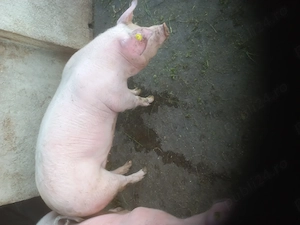 Femelă Landras,80,90 kg. - imagine 2