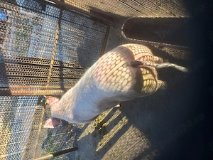 Femelă Landras,80,90 kg. - imagine 4