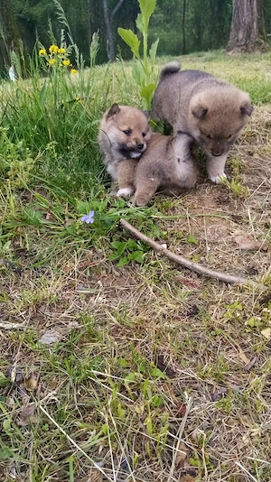 Căței shiba inu  - imagine 2