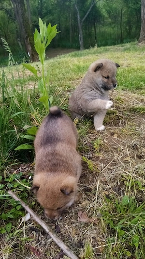 Căței shiba inu  - imagine 4