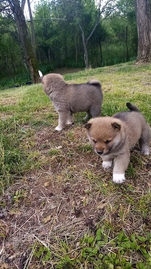 Căței shiba inu  - imagine 5