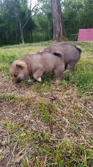 Căței shiba inu  - imagine 3