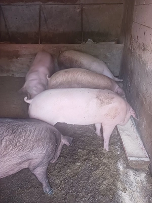 purcei,soldani.porci mari - imagine 2