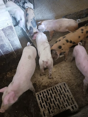 vând purcei și soldani, porci mari - imagine 4