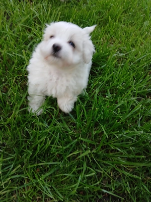 Vând bichon maltez