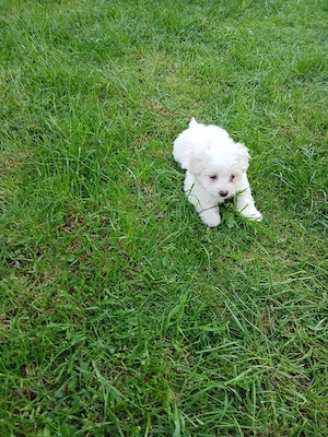 Vând bichon maltez - imagine 3