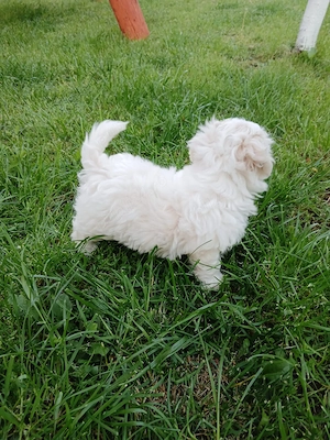 Vând bichon maltez - imagine 2