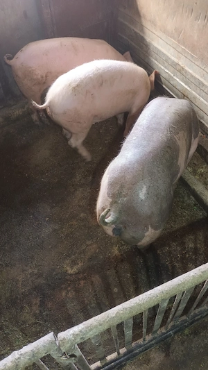 Soldani rasa de carne