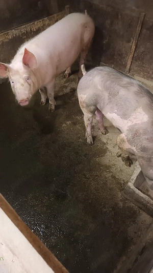 Porci rasa de carne