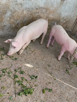 o pereche de porci 25kg