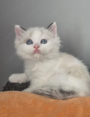 Ragdoll Bicolor superb 