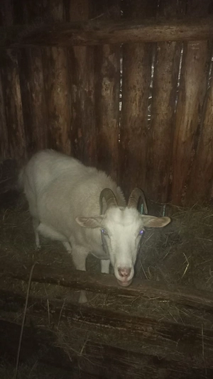 Două capre de sacrificat   sănătoase și bine întreținute