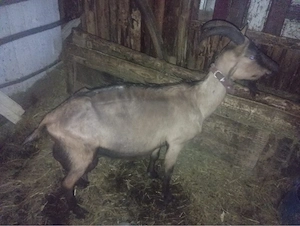Capră alpină de vânzare   3 litri de lapte pe zi