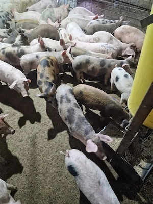 Vând purcei  15-30kg