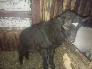 Doi iezi țapi de vânzare   buni de ținut sau sacrificat