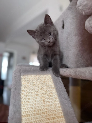 british shorthair