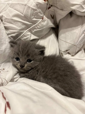 Pui british shorthair 