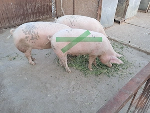 Vand porci grași 
