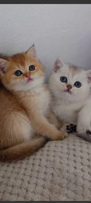 British Shorthair chinchila golden!!!