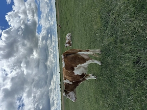 Vaca de vânzare 7800 Ron negociabil