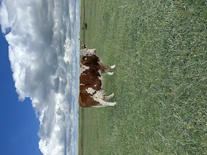 Vaca de vânzare 7800 Ron negociabil - imagine 3