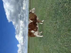 Vaca de vânzare 7800 Ron negociabil - imagine 2