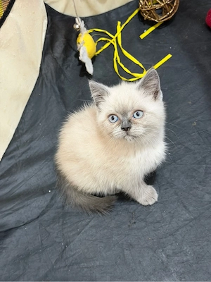 Pisicute din rasa British Shorthair