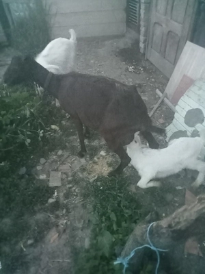 vând sau sc cu purcei capra muriciano la prima fatare cu iadă la două săptămâni  - imagine 3
