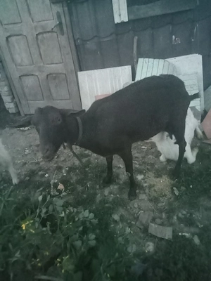 vând sau sc cu purcei capra muriciano la prima fatare cu iadă la două săptămâni  - imagine 5