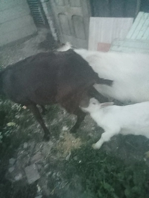 vând sau sc cu purcei capra muriciano la prima fatare cu iadă la două săptămâni  - imagine 4