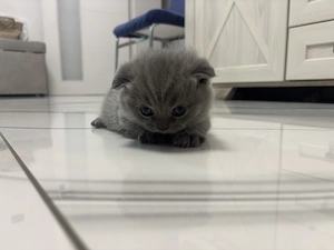 Pui British Shorthair blue adorabil   disponibil pentru rezervare - imagine 2