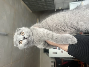 Scotish shorthair