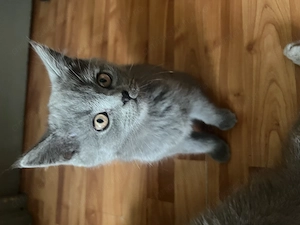 British shorthair