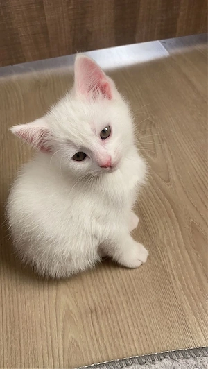 Angora Turceasca 