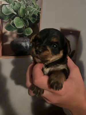 yorkshire Terrier 