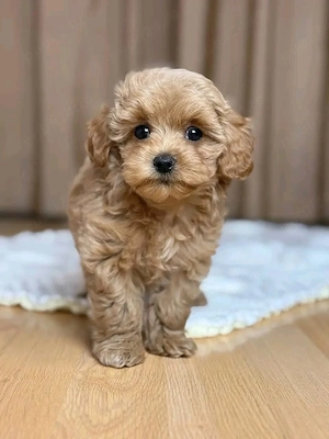 Maltipoo Toy varianta Teddy Bear Cappucino-Roscat
