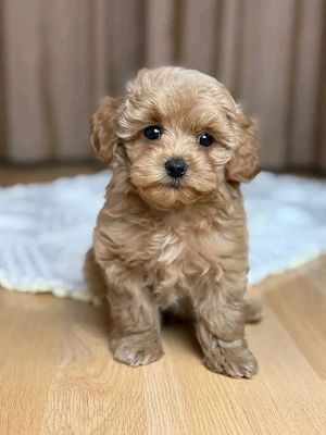 Maltipoo Toy varianta Teddy Bear Cappucino-Roscat - imagine 3