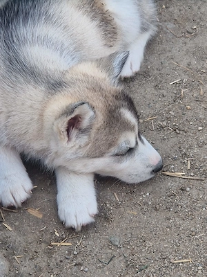 Husky isi caută prieteni!! - imagine 2