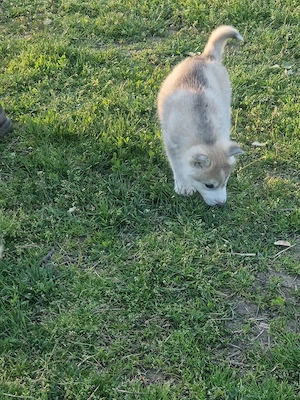 Husky isi caută prieteni!! - imagine 3