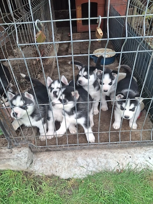 5 Pui Husky Siberian - imagine 3